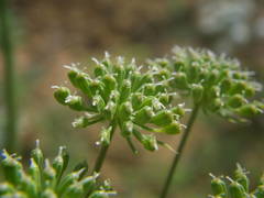 Visnaga daucoides