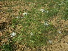 Visnaga daucoides