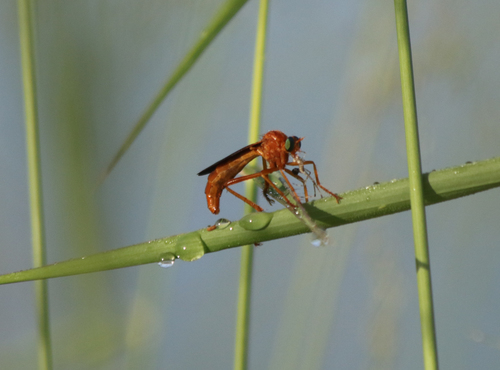 Northern Wasp Robber