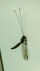 Ascalorphne macrocerca