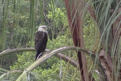 Daptrius chimachima