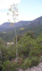 Ferula glauca