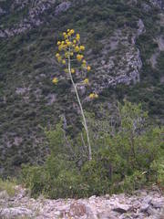 Ferula glauca