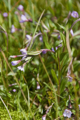Epilobium nutans