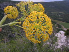 Ferula glauca