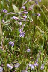 Epilobium nutans