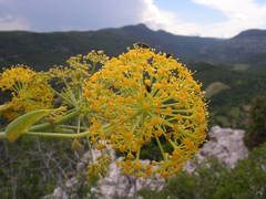 Ferula glauca