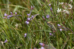 Epilobium nutans