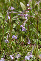 Epilobium nutans