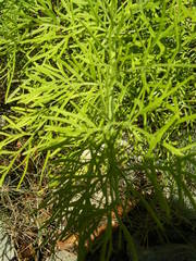 Ferula glauca