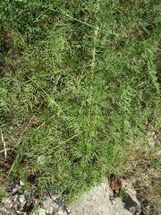 Ferula glauca