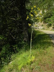 Ferula glauca