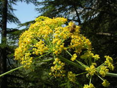 Ferula glauca
