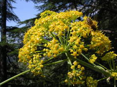 Ferula glauca