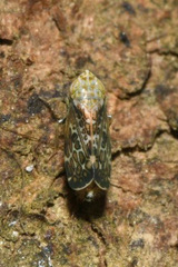 Errastunus ocellaris