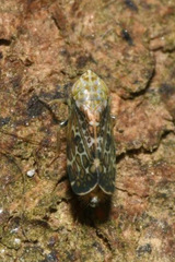 Errastunus ocellaris