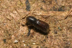 Xylocleptes bispinus
