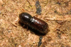 Xylocleptes bispinus