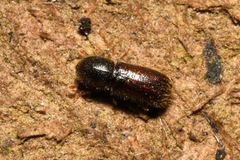 Xylocleptes bispinus