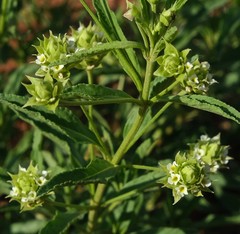 Lippia javanica