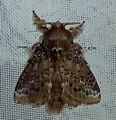 Euglyphis guttularis