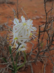 Chlorophytum graminifolium