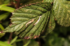 Coptotriche marginea