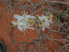 Chlorophytum graminifolium