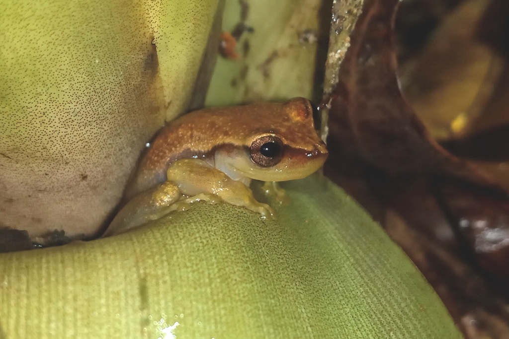 Bananeiras Heart-Tongued Frog