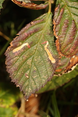 Coptotriche marginea