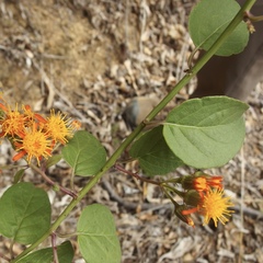 Pseudogynoxys scabra image