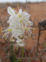 Chlorophytum graminifolium