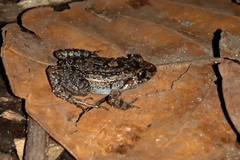 Adenomera hylaedactyla