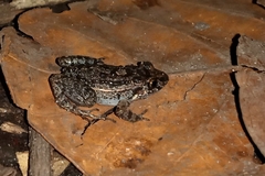 Adenomera hylaedactyla