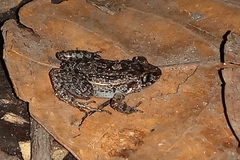 Adenomera hylaedactyla