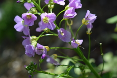 Cardamine raphanifolia raphanifolia