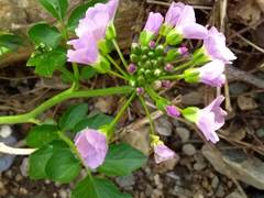 Cardamine raphanifolia raphanifolia