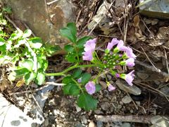 Cardamine raphanifolia raphanifolia