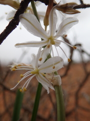 Chlorophytum graminifolium