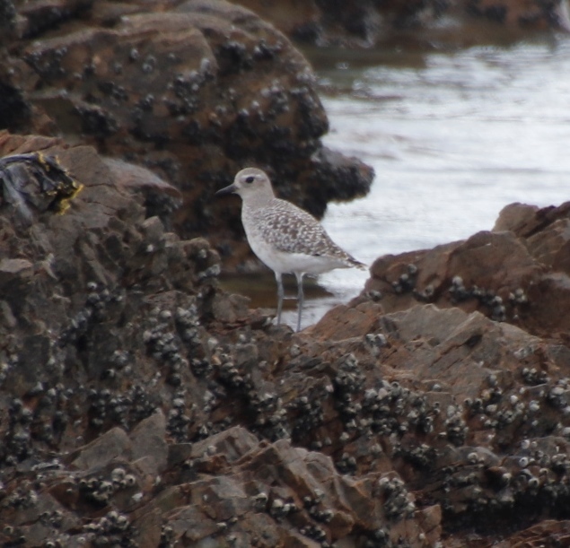 Black-bellied Plover