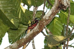 Eurylaimus javanicus