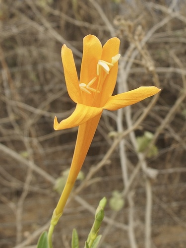 Bignonia longiflora image