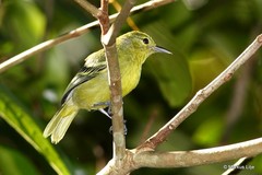 Aegithina viridissima