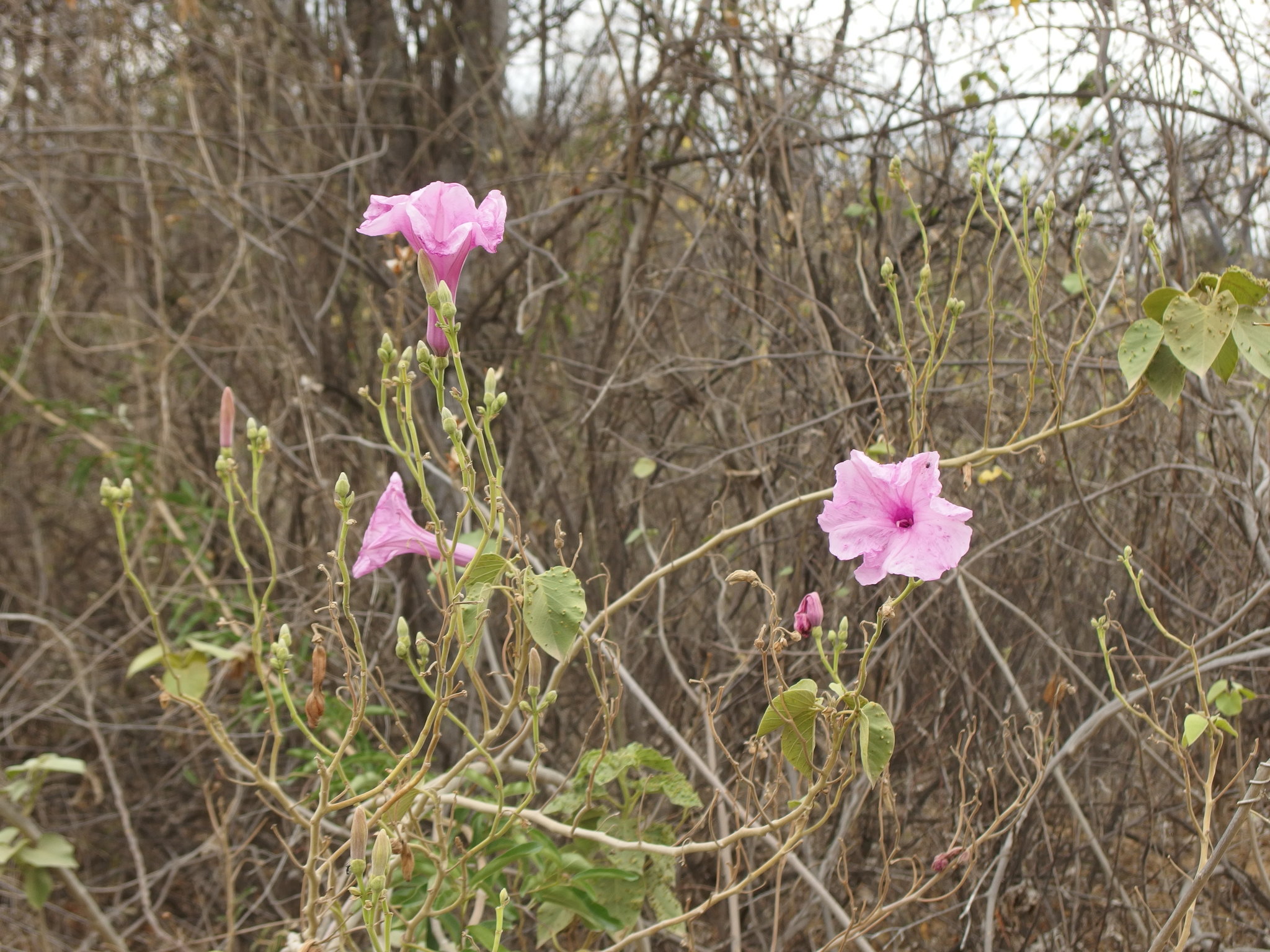 Ipomoea image