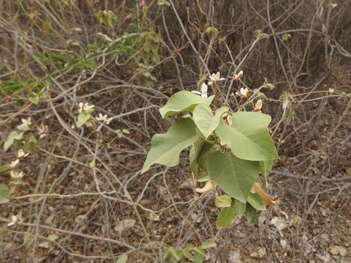 Ipomoea carnea image