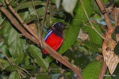 Erythropitta ussheri