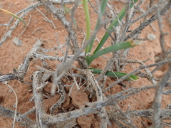 Chlorophytum graminifolium