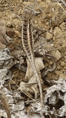 Microlophus occipitalis image