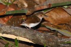 Pellorneum rostratum