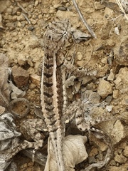 Microlophus occipitalis image